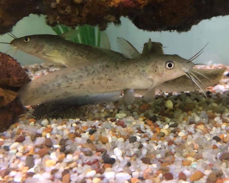 Catfish The Trop Company